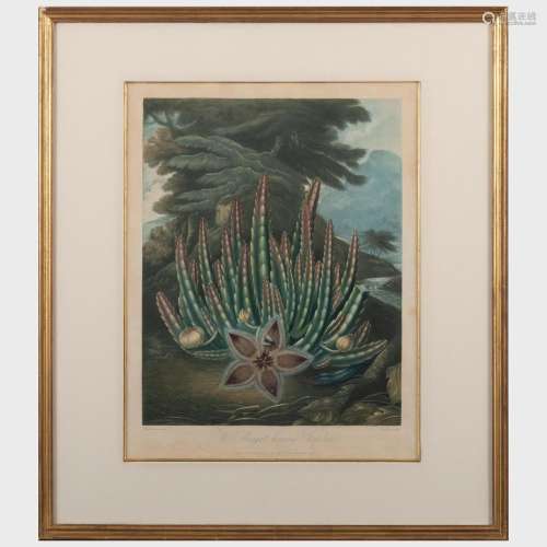 Robert John Thornton (1768-1837): The Temple of Flora: Aloe;...