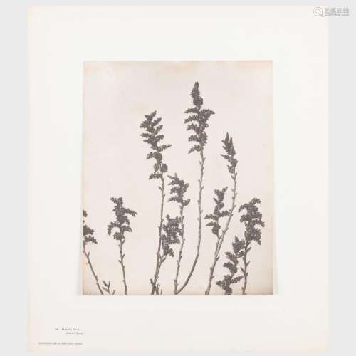 Edwin Hale Lincoln (1848-1938): Wildflowers of New England: ...