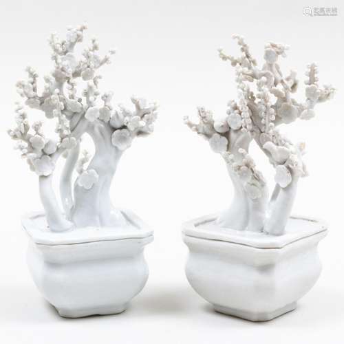 Pair of Blanc-de-Chine Prunus Trees