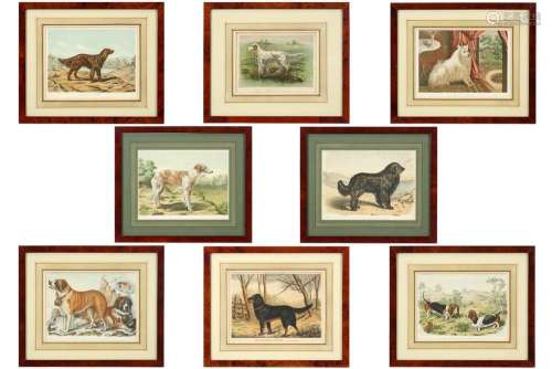 eight old prints in colors each with the depiction of a dog