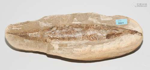 Fossil