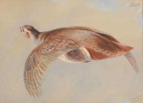 ARCHIBALD THORBURN (BRITISH 1860-1935), A PARTRIDGE IN FLIGH...