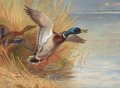 ARCHIBALD THORBURN (BRITISH 1860-1935), MALLARDS RISING