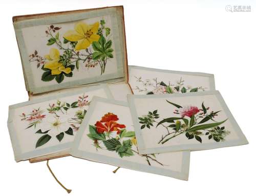 A folder with six antique pith paper paintings of flowers