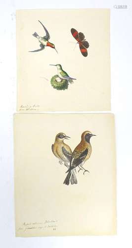 19th century, Watercolour and ink, Two ornithological illust...