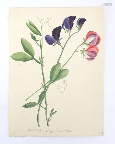 19th century, Watercolour, A study of Sweet pea flowers. Tit...