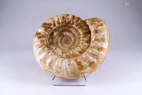 Grande ammonite fossile.