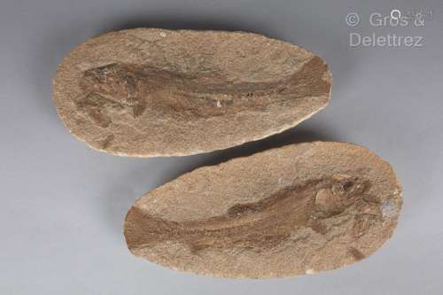 Poisson fossilisé présenté dans deux gangues<br />
Longueur ...