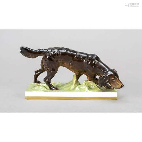 Pointing dog, searching, Meissen,