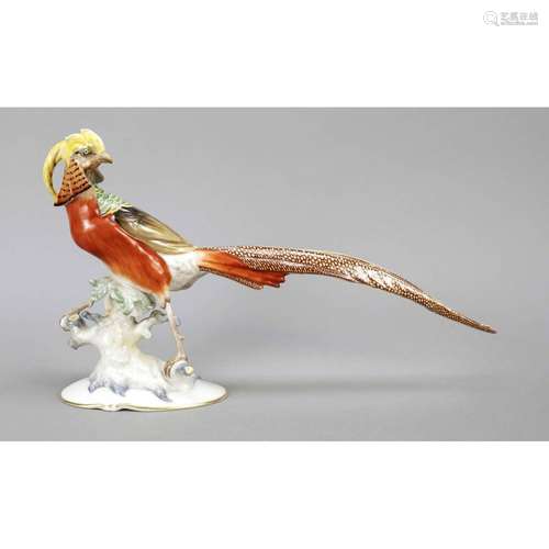 Gold pheasant, Hutschenreuther, m