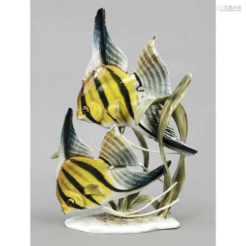 Two angelfishes between water pla