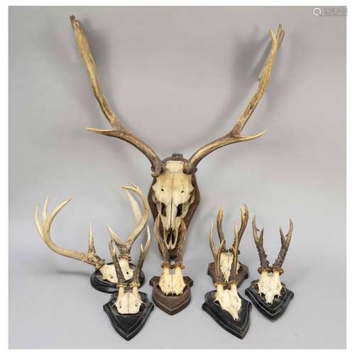 Collection of 7 hunting trophies,