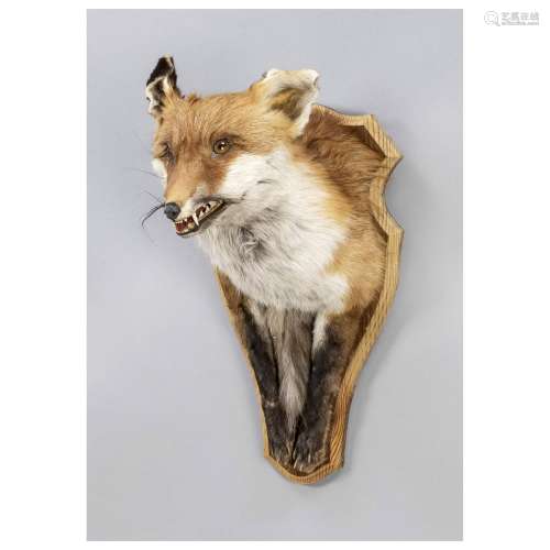 Fox trophy, mid-20th c., with fore