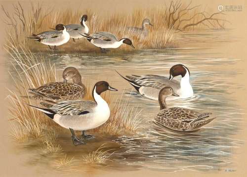 Paul Alexander Nicholas (b.1943) Pintail ducks watercolour a...