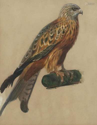 Archibald Thorburn - Red kite on a log, heightened watercolo...