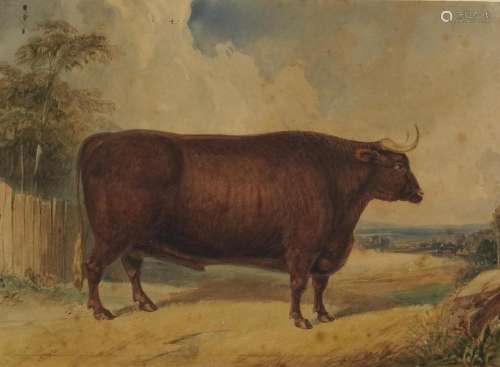 Portrait of a bull, Shown at Smithfield 1844, mid 19th centu...