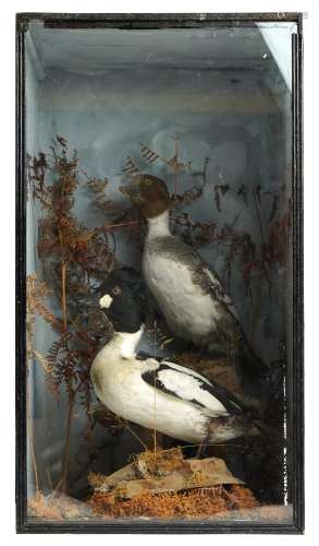 Pair of early 20th century Tufted ducks, Aythya Fuligula hou...