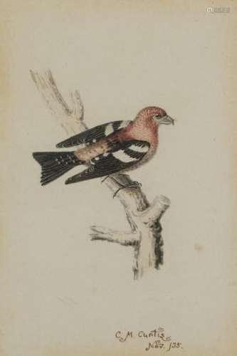 C M Curtis 35 - Bird on a branch, miniature watercolour, mou...