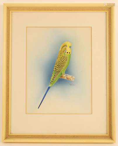 Gordon Drummond (British, contemporary), Study of a budgerig...