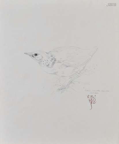 Raymond Harris Ching (born 1939) sketch of a Corncrake bird,...