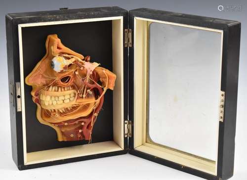 German anatomical model of a face with eye, jaw, teeth etc, ...