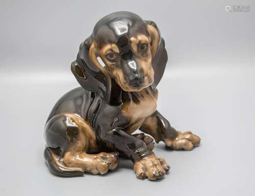 Sitzender schwarzer Dackelwelpe / A sitting black dachshund ...