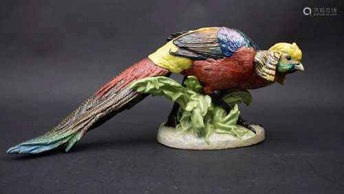 Goldfasan / A golden pheasant, Potschappel, Dresden, um 1920