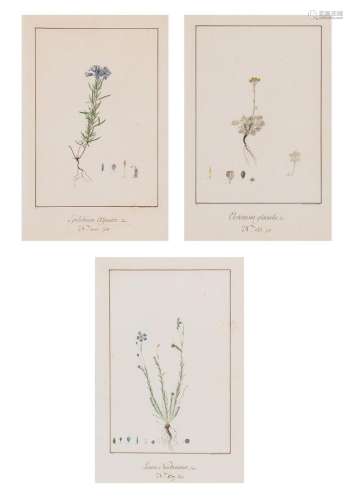 Degillaboz French, 18th/19th century Botanical Drawings, 179...