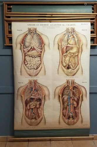 Seven American Frohse Anatomical Medical Charts