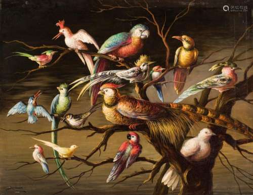 Enrique Monís Mora. exotic birds