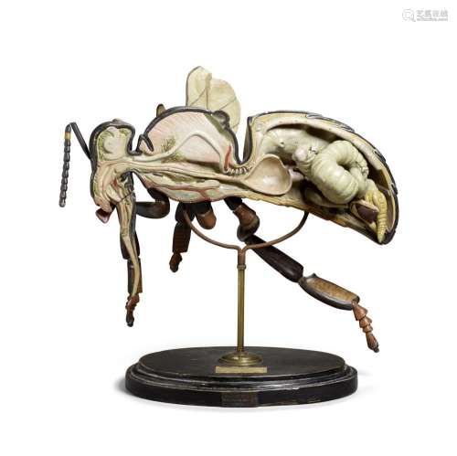 A FRENCH POLYCHROME CARVED WOOD ANATOMICAL MODEL OF A HONEY ...
