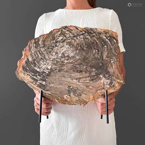 C - Large slice of Petrified Wood on Stand - Steel, Wood