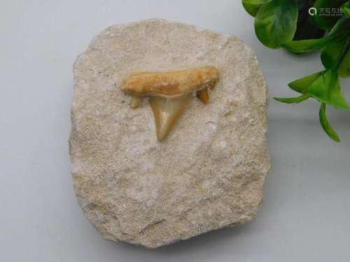 SHARK TOOTH IN MATRIX ROCK STONE LAPIDARY SPECIMEN