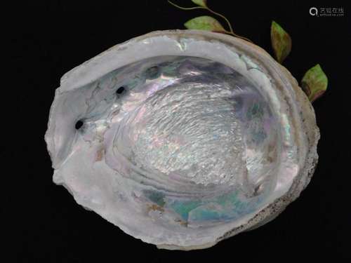 ABALONE SHELL ROCK STONE LAPIDARY SPECIMEN