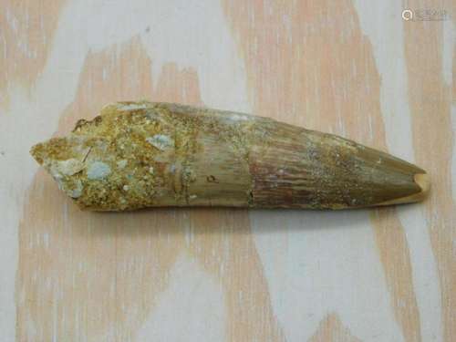 SPINOSAURUS TOOTH ROCK STONE LAPIDARY SPECIMEN