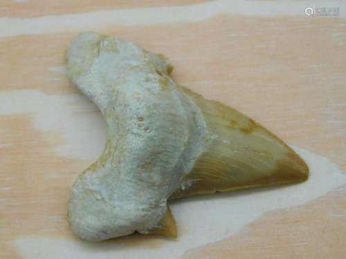 SHARK TOOTH ROCK STONE LAPIDARY SPECIMEN