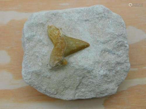 SHARK TOOTH IN MATRIX ROCK STONE LAPIDARY SPECIMEN