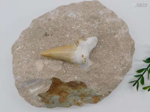 SHARK TOOTH IN MATRIX ROCK STONE LAPIDARY SPECIMEN