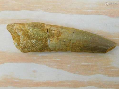 SPINOSAURUS TOOTH ROCK STONE LAPIDARY SPECIMEN