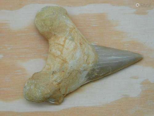 SHARK TOOTH ROCK STONE LAPIDARY SPECIMEN