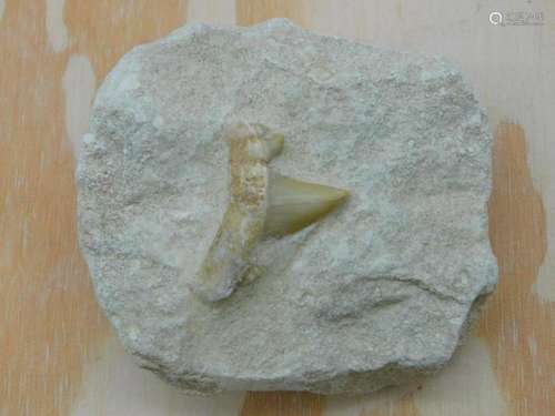 SHARK TOOTH IN MATRIX ROCK STONE LAPIDARY SPECIMEN