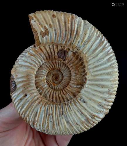 Excellent ammonite!!! - stunning shell details - Dichotomosp...