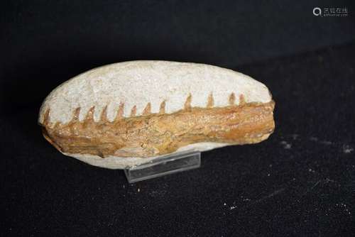 Marine reptile - On matrix - Tethysaurus nopcsai - 4×5×11 cm