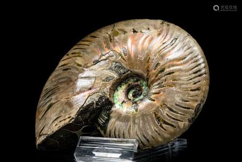 Ammonite - Iridescent shell - Cleoniceras sp. - 112×89×28 mm