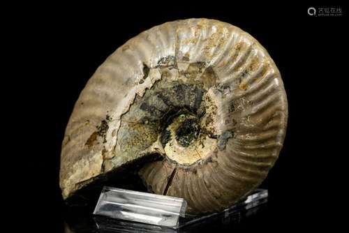 Ammonite - Iridescent shell - Cleoniceras sp. - 101×79×27 mm