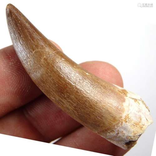 Marine reptile - Quality - Plesiosaur tooth - Zafarasaura oc...