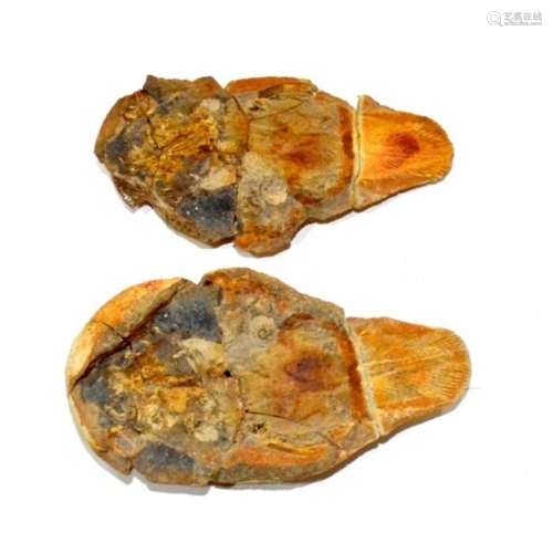 Fish - nodule - coelacanthus madagascariensis - 13×7×4 cm
