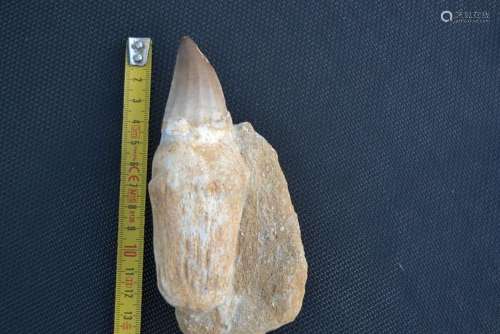 Amazing Tooth with root Mosasaur - Prognathodon Giganteus - ...