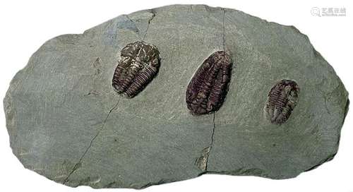 Plate with three different genera - trilobites - Ormathops c...