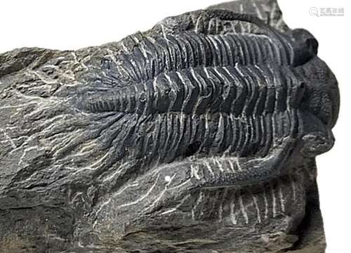 important specimen - trilobites - Kayserops megaspina Morzad...